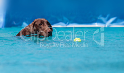 Chocolate Labrador retriever swims with a toy