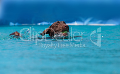 Chocolate Labrador retriever swims with a toy