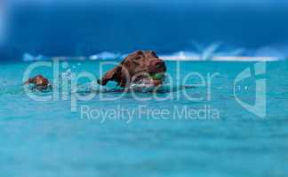 Chocolate Labrador retriever swims with a toy