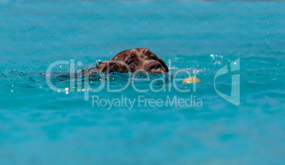 Chocolate Labrador retriever swims with a toy