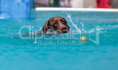 Chocolate Labrador retriever swims with a toy