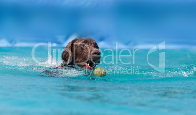 Chocolate Labrador retriever swims with a toy