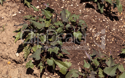 Sweet potato crops grows on a small organic farm