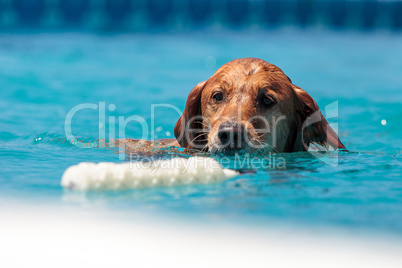 Golden retriever swims with a toy