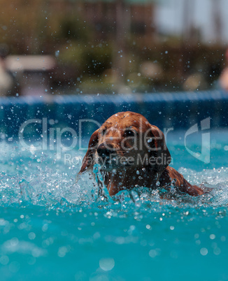 Golden retriever swims with a toy