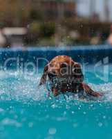 Golden retriever swims with a toy