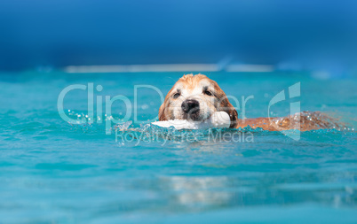 Golden retriever swims with a toy