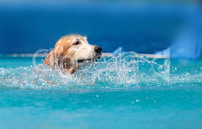 Golden retriever swims with a toy