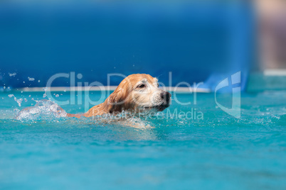 Golden retriever swims with a toy