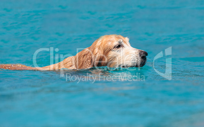 Golden retriever swims with a toy