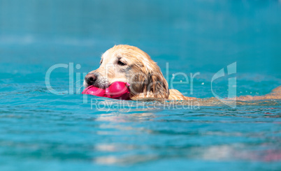 Golden retriever swims with a toy