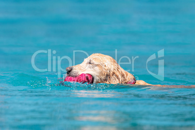 Golden retriever swims with a toy