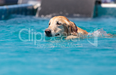 Golden retriever swims with a toy