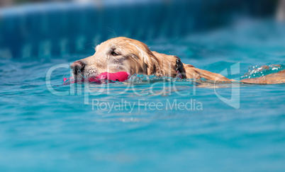 Golden retriever swims with a toy