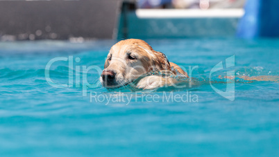 Golden retriever swims with a toy