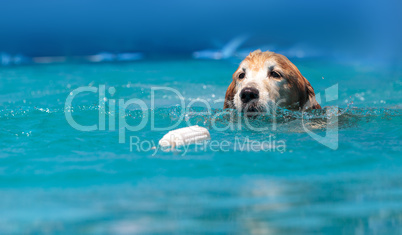 Golden retriever swims with a toy