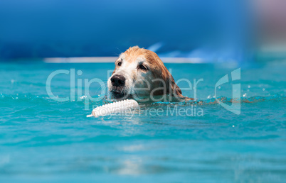 Golden retriever swims with a toy