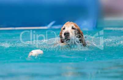 Golden retriever swims with a toy