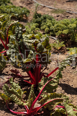 Swiss chard crops grows on a small organic farm