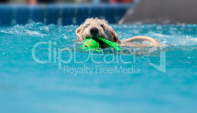 Yellow labradoodle retriever swims with a toy