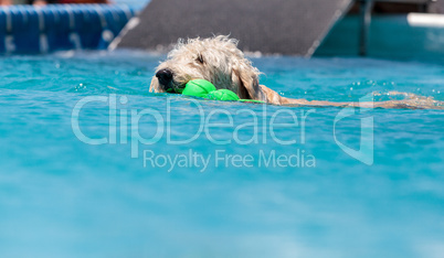 Yellow labradoodle retriever swims with a toy