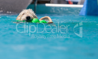Yellow labradoodle retriever swims with a toy