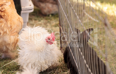 Fluffy white Frizzle chicken in a pen