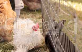 Fluffy white Frizzle chicken in a pen