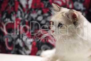 White shorthaired cat