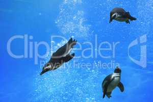 Drei Pinguine schwimmen unter Wasser