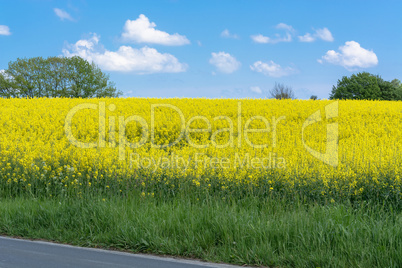 Blühendes  Rapsfeld  mit  blauen Himmel