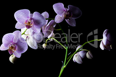 Orchidee