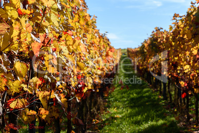 Weinberg im Herbst