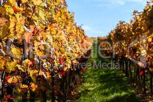 Weinberg im Herbst