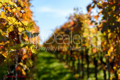 Weinberg im Herbst