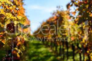 Weinberg im Herbst