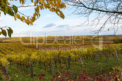 Weinberg im Herbst