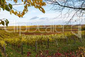 Weinberg im Herbst