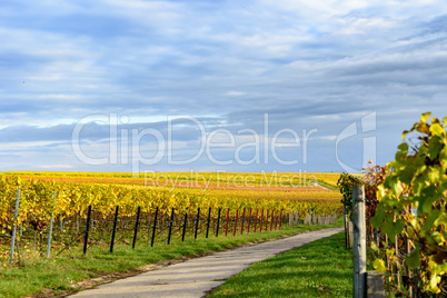 Weinberg im Herbst