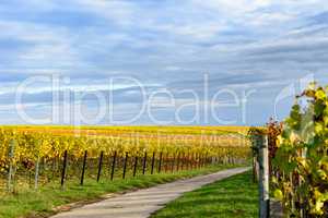 Weinberg im Herbst