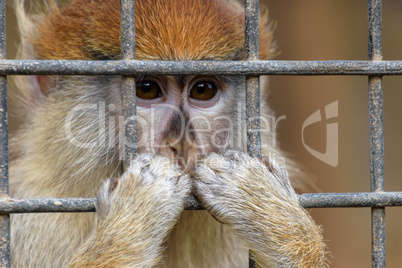 Affe in Gefangenschaft