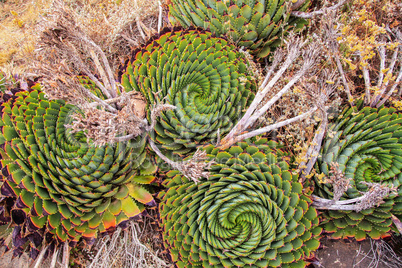 The Spiral Aloe, Lesotho's National Plant