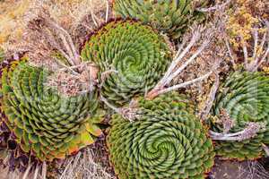 The Spiral Aloe, Lesotho's National Plant