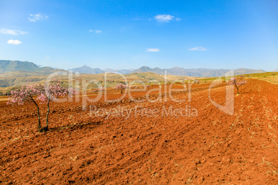 Lesotho malealea street near mountain and cultivation field