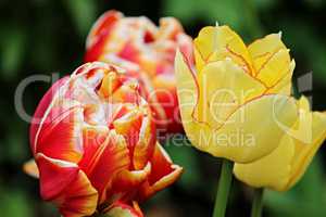 Tulpen in kräftigen Farben