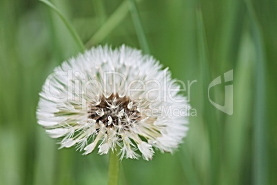 Pusteblume nach Regen mit Wassertropfen