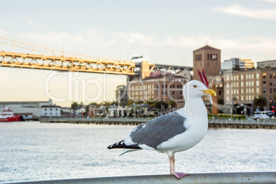 seagull in San Francisco