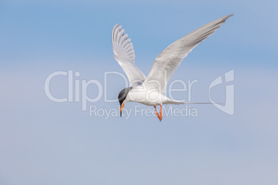 Common tern (Sterna hirundo) hovering and searching for fish.