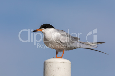 Common tern (Sterna hirundo) perching on a pole.