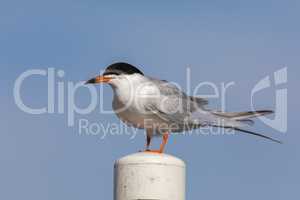 Common tern (Sterna hirundo) perching on a pole.